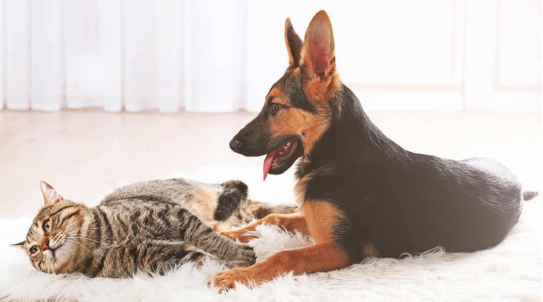 Do Rented Houses Allow Dogs